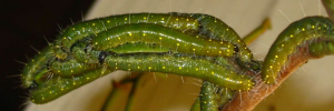 Larvae